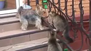 Komik Kedi ve Köpek Videoları 2019 - VİDEOLAR KOMİK