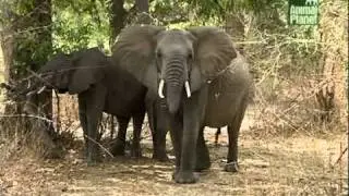 Crocodile Hunter für Kids « Afrikanische Abenteuer » | Folge 5 | [1/2] |
