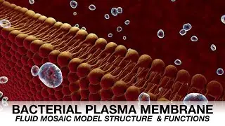 Bacterial plasma membrane / Definition / Fluid Mosaic Model / Functions