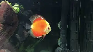 Stendker Discus | UAE | New Discus (Blue Diamond, Red Fire, Pigeon Blood Silver)