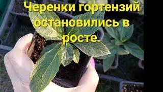 Hydrangea cuttings are not growing🤷‍♀️. Resuscitation.