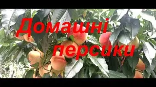Домашні персики   це не складно