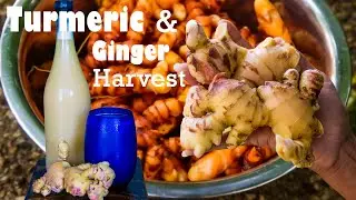 TURMERIC AND GINGER HARVEST | MAKING GINGER BEER | SIMPLE CONTAINER GARDENING