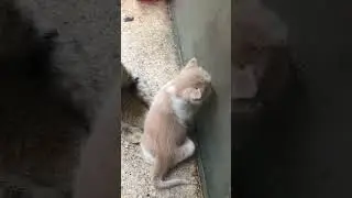 Nemu mainan baru