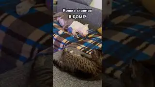 АМСТАФФ И КОШКА В ДОМЕ 