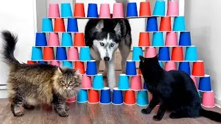 Husky Dogs and Cats Tiptoe Over a Rickety Obstacle