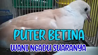 Siapa Sangka Puter Betina Kalau Sedang Birahi, Suaranya Berani diadu dengan Puter Jantan...MANTAPP
