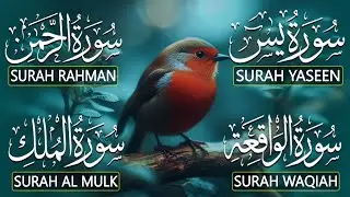 Most Beautiful Surah Yaseen (Yasin) | Surah Rahman | Surah Waqiah | Surah Mulk |