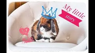The story of how I have appeared rabbit