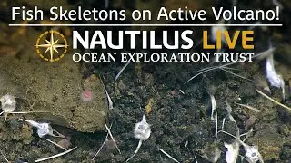 Fish Skeletons on Active Volcano Vailuluʻu Seamount | Nautilus Live