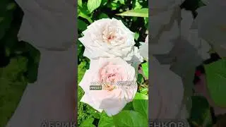 Самая нежная чайно-гибридная роза для вашего сада! Название сорта в конце видео 😉