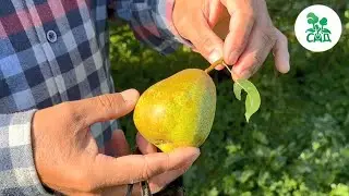 Груша сорт Гера. Позднезимний урожайный сорт, устойчивый к основным заболеваниям.