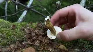 Гриб горчак или как не испортить вкусное блюдо.