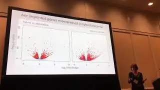 Campbell: Haldane's rule and placental misexpression in hybrid mice