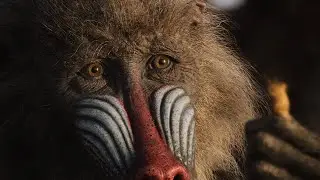 The Lion King 2019 - Rafiki Finds Simba's Hair I 4K Ultra HD
