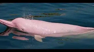 tiburon bailando (TERMINA MAL)