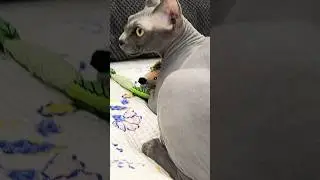 У Тэфи новая игрушка🥰 #hairlesscat #shortsvideo #sphynx #cat #cute #funny #meow #сфинкс