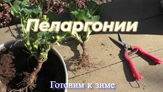 Пеларгонии -  Готовим к зиме