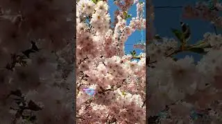 Сакура в цвету. " Зимняя вишня" - Музыка - Владимир Дашкевич.