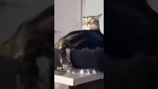 Мяу😂😸 