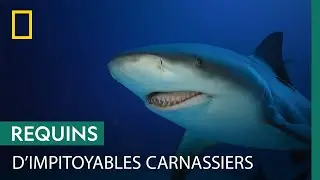 Requin attaque requin | RIVALITÉS SAUVAGES