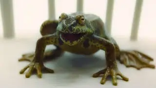Le Solitract est une grenouille?! | De l'autre côté | Doctor Who