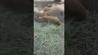 Capybaras Love the Shade