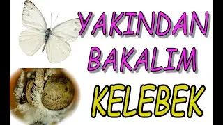 Yakından Bakalım 8 - Kelebek