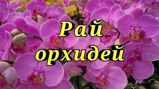 Магазин Орхидей (Фаленопсисы)