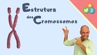 Estrutura dos Cromossomos