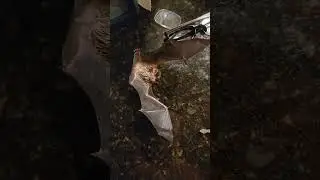 Angry bat.