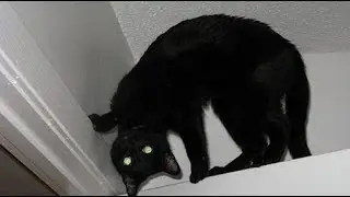 32 Photos Proving Cats Are Not Of This World