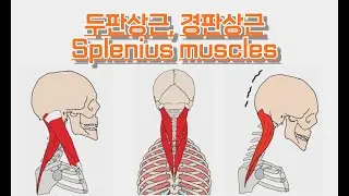 두판상근,경판상근/머리널판근,목널판근/Splenius capitis,cervicis 완전 정복!