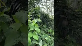 take a breath and enjoy these relaxing sounds from the Indonesian jungle 🌴🐒🌺 
