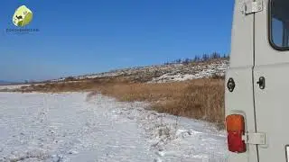 Дзерены впервые замечены в районе с. Кыра