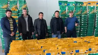 Макка жохори Тарекс. 90-70 кунлик макка уруглари хосилдорлиги гектардан 8 дан 15 тоннагача.🌽🌽