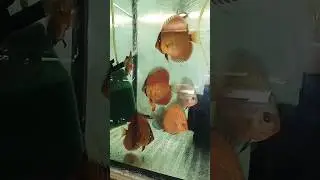 Отправка дискусов в Тулу