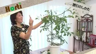ミニトマト！なが～くたくさん収穫するには？
