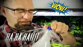 How to get Plants to Pearl Aquascape Photography!