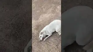 Відео без монтажу #animals