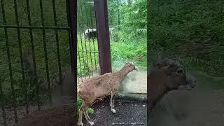 Невозмутимый муфлон Бяша и леопард Лео #сафарипарк #забавныеживотные #zoo #леопард #проживотных
