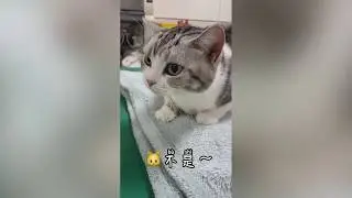 Funny kitty 可愛いねこちゃんep#3