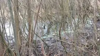 Слежка за утками