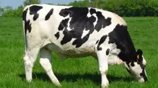 green screen video 🐄 cowboy video 