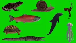 Sea Animal Green Screen | Sea Animal Idle Green Screen | Animal Standing Green Screen |