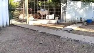 Алабай против лиса