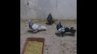 Купил голубей Таклу.