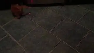Маленький котёнок мейнкун 1 месяц  развлекается