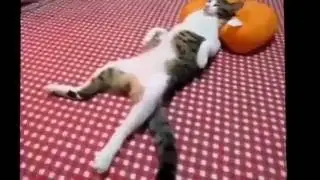 Кошачий бокс | Кошки дерутся, пьют валерьянку и т.д.