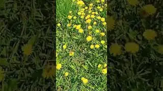 Одуванчик- одуванчики☀